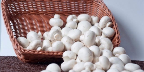 Šampinjon i njegovi opasni srodnici: naziv, fotografija i opis lažnih i otrovnih gljiva